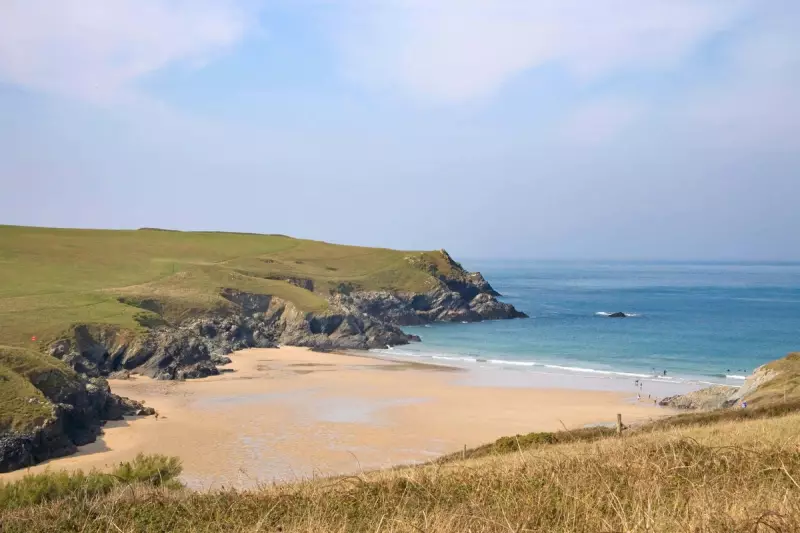 Shocking Incident: Sheep Thrown Off Cliff in Cornwall Sparks Outrage