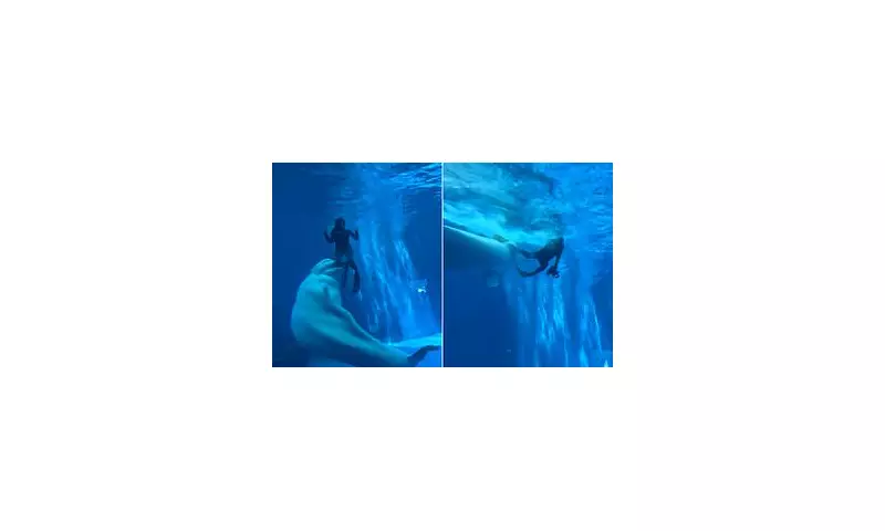 Shocking Moment Beluga Whale Bites Diver as Screaming Tourists Watch in Horror