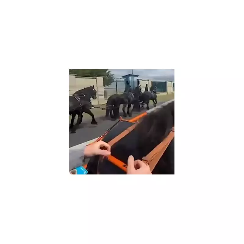 Shocking Moment: Panicking Horse Smashes Through Shop Window in Dramatic Escape