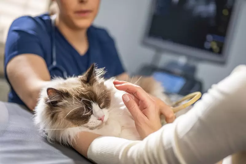 Shocking Rise in Cat Attacks: Airguns and Weapons Used in Disturbing Trend