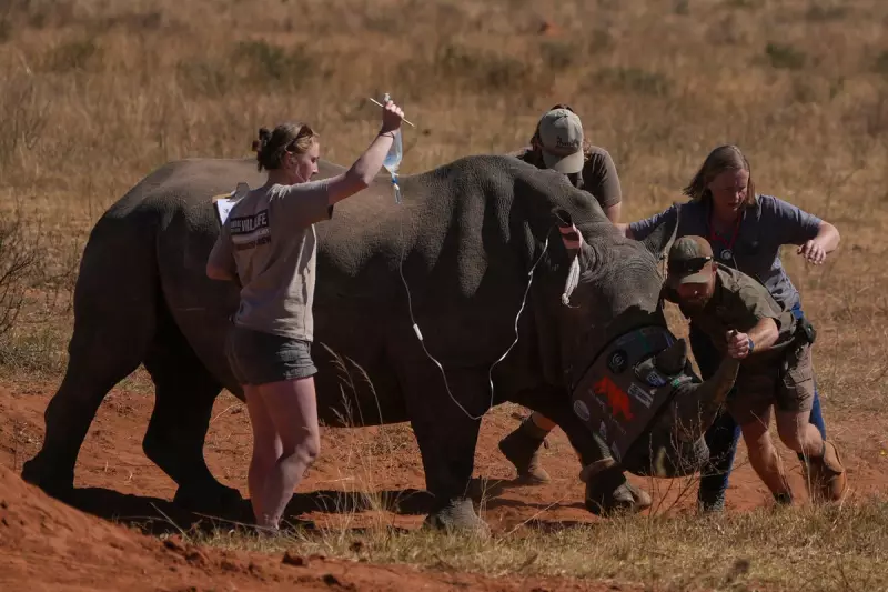 South Africa Injects Rhinos with Radioactive Isotopes to Combat Poaching Crisis