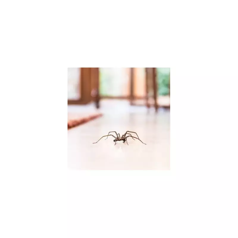 Spider Invasion? Expert Tips to Keep Arachnids Out of Your Home This Autumn