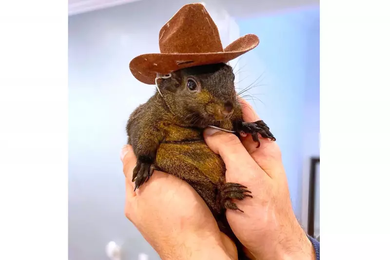 Squirrel Named Peanut Sparks Legal Battle Over Alleged Attack in US