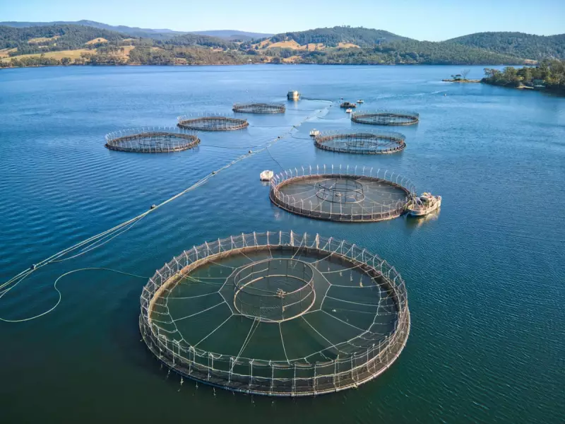 Tasmanian Salmon Farming Expansion Paused Amid Environmental Concerns