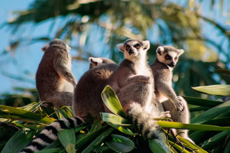 Thumbs Up for Evolution: How Our Opposable Thumbs Reveal Secrets of Human Brain Development