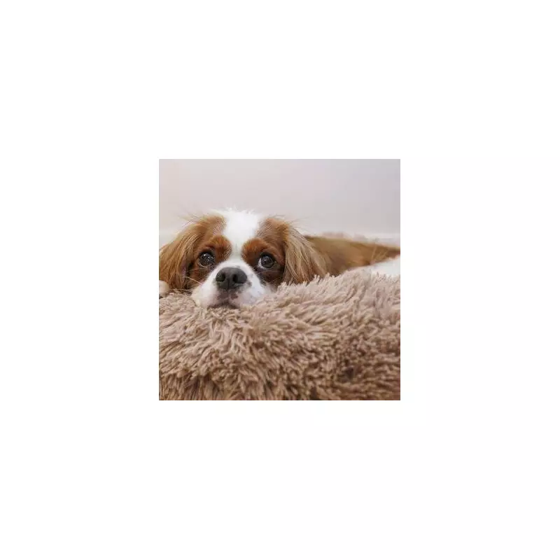 Top Budget-Friendly Dog Breeds for UK Pet Owners in 2024