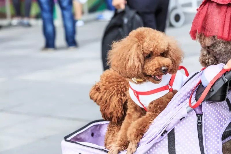 Top Dog Breeds Cost UK Owners Over £50,000: Shocking New Survey Reveals Lifetime Expenses
