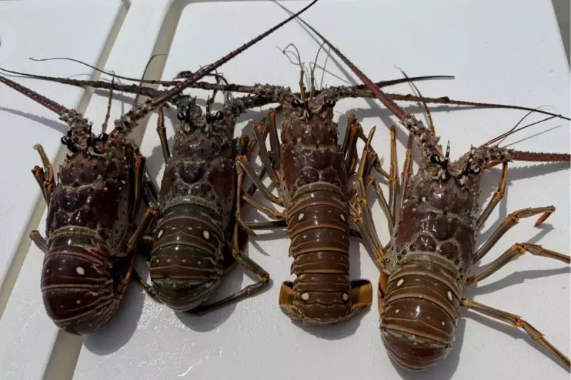Tragedy Strikes Miami Lobster Mini-Season: Two Divers Dead in Separate Incidents