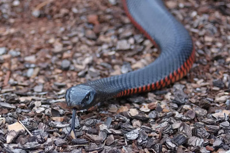 Tragic Death in India: Man Succumbs After Drinking Snake Venom in Bizarre Ritual