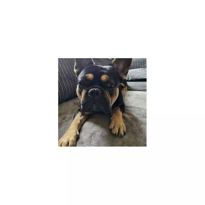 Tragic Warning After Dog Dies in Hot Car Following Doggy Daycare Trip
