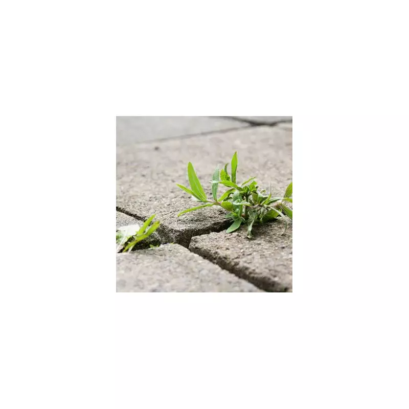 Transform Your Garden with This One Natural Ingredient – The Results Are Stunning!