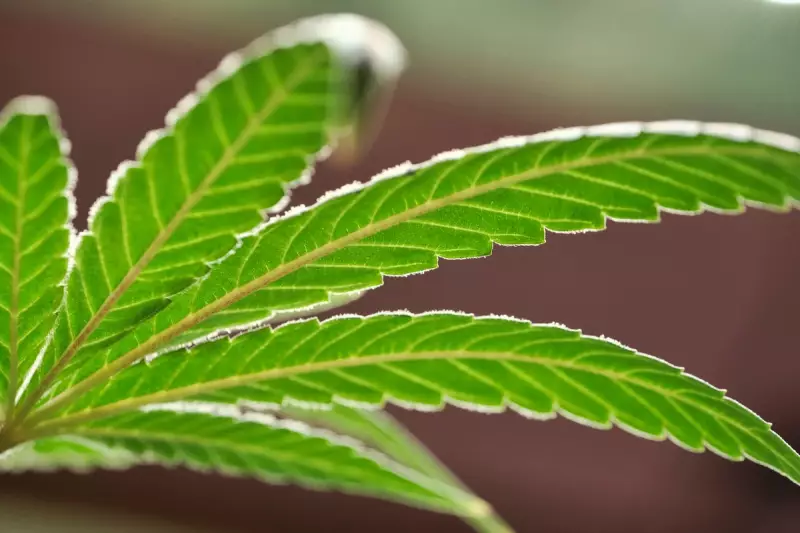 Trump Eyes Cannabis Policy Shift: Could a Major Reform Be Coming?