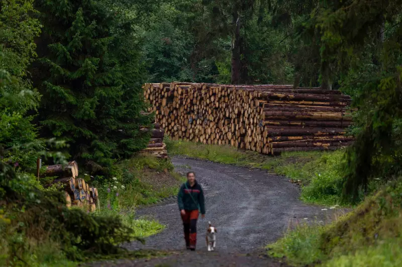 UK Deploys High-Tech Drones and Sniffer Dogs to Combat Bark Beetle Invasion
