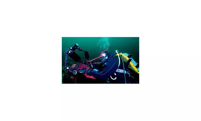 Unbelievable Underwater Encounter: Giant Octopus Hugs Diver for a Squid-selfie in Breathtaking Moment