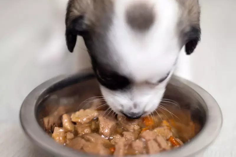 Urgent Viva Raw Pet Food Recall: Potential Salmonella Contamination Poses Risk to Pets and Owners