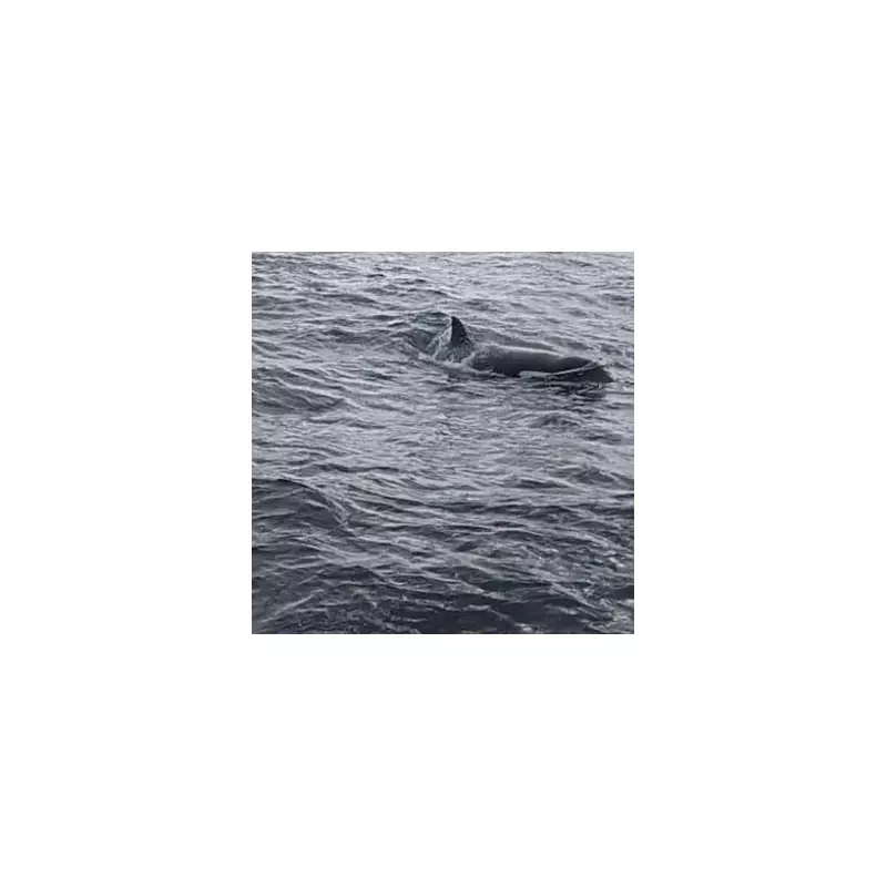 'Very Scary' Killer Whale Warning Issued After Pod Sinks 50ft Yacht in Strait of Gibraltar