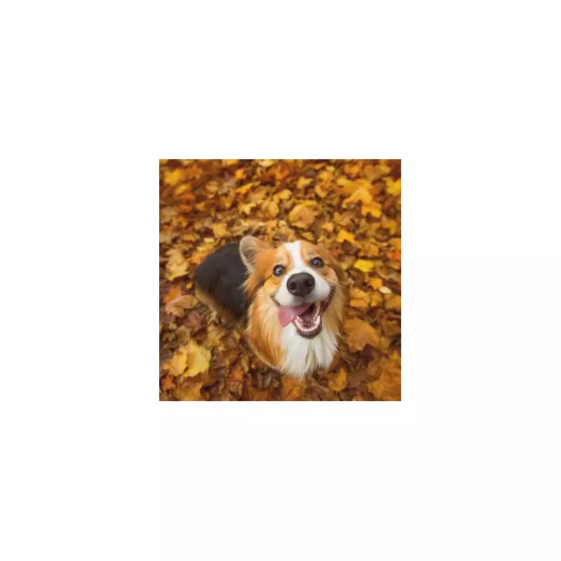 Vet's Shocking Discovery: I've Been Treating The Wrong Pet For Six Years