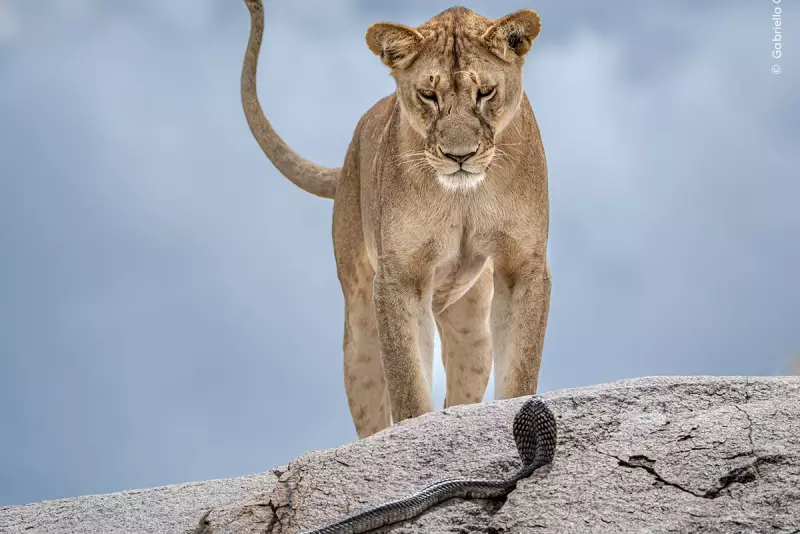 Wildlife Photographer of the Year 2025 Opens for Entries: Capture Nature's Majesty