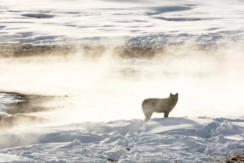 Wyoming Man Faces Outrage After Horrific Wolf Torture Incident in Yellowstone Region