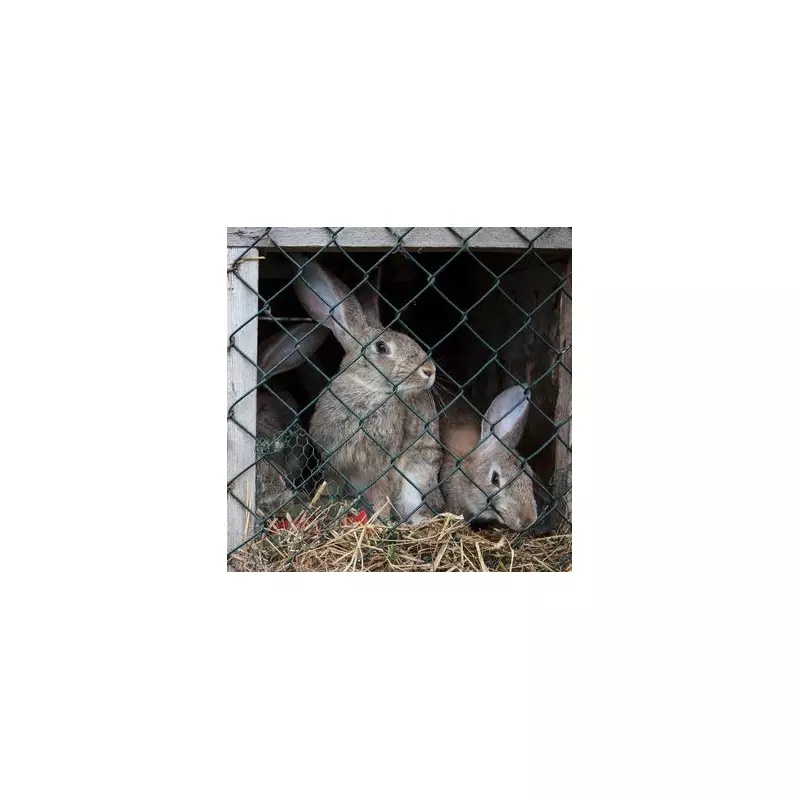 Zoo's Shocking Decision: Feeding Pet Rabbit to Lions Sparks Outrage