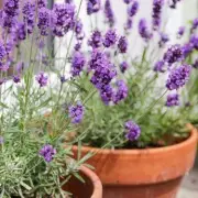5-Minute August Lavender Trick: The Secret to a Thriving Garden