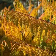 5 Trees You Should Never Plant in Your Garden – Expert Reveals Why