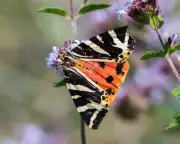 A Splash of Tomato Red: The Surprising Beauty of a Robin in the Green