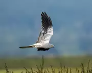 A Summer of Abundance: UK Wildlife Thrives with Butterflies and Birds Flourishing