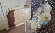 Airbnb Guest's Dog Chews Through Host's Wall in Shocking Act of Pet Damage | UK Holiday Let Horror
