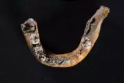 Ancient Skhul Cave Bones Rewrite Human History: Evidence of Early Human-Neanderthal Interbreeding Revealed
