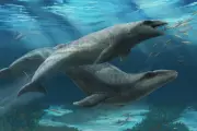 Ancient Whale Fossil Unearthed in Australia: New Species Rewrites Marine History