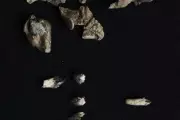 Ancient Whale Fossil Unearthed in Australia Rewrites Marine Evolution