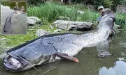 Angler's Epic 50-Minute Battle to Land Monster 9ft Catfish in UK Waters