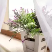 Arachnid Alert: 4 Scents That Send Spiders Fleeing From Your Home