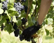 August Deluge Decoded: How Rain Shapes Britain's Honey & Wine Harvest