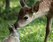 Bambi Reimagined: A Stunning Tale of Nature and Survival in the Woods