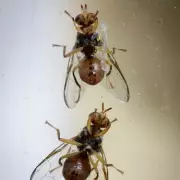 Banish Fruit Flies for Good: Experts Reveal One Simple Trick You Need to Try