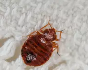 Bedbug Nightmare: Booking.com Customers Report Infestations in UK Hotels