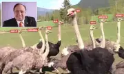 Billionaire Grocery Mogul John Catsimatidis Faces Backlash Over Ostrich Slaughter in Canada