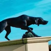 Brave Dog Faces Euthanasia After Heroically Defending Owner in Savage Attack