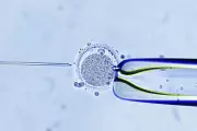 Breakthrough in Embryo Testing: Could AI Predict 'Smart' Offspring?