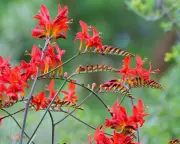 Brighten Your Garden with Crocosmia: A Vibrant Summer Essential