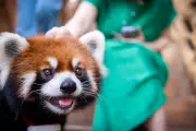 Bristol Zoo Welcomes First Red Panda Cub in a Decade: A Milestone for Conservation
