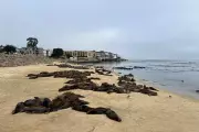 California Beach Shut Down After Aggressive Sea Lions Invade Shoreline | Public Safety Alert