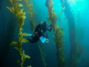 California's Kelp Forests Stage Remarkable Comeback: A Rare Environmental Victory