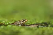 California's Red-Legged Frog Makes Historic Comeback After 20-Year Absence
