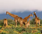 Can Darwinism Explain the Rise of JD Vance? A Provocative New Book Says Yes