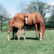 Can You Spot the Hidden Panda? Only 5% of People Pass This Viral Visual Test!