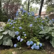 Can YOU Spot The Hidden Panda? Viral Brain Teaser Baffles The Internet