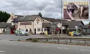 Caucasian Shepherd Dog Attack in Westminster: Six Injured, Two Arrested After Vicious Mauling